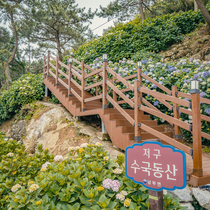 경남 거제시 남부면 ‘저구 수국동산’. (사진=거제시) *재판매 및 DB 금지