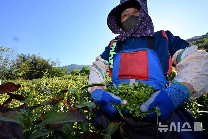 [하동=뉴시스] 차용현 기자 = 따뜻한 봄볕이 내리쬐는 5일 오전 경남 하동군 화개면 지리산 자락 녹차 시배지에서 주민들이 어린 찻잎을 수확하며 햇차 채엽에 한창이다. 사진은 한 농민이 자신이 딴 녹차잎을 채집망에서 꺼내 보이고 있다. 2026.05.05. con@newsis.com