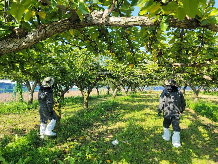 [수원=뉴시스] 과수화상병 예찰 모습. (사진=경기도농기원 제공) 2026.05.06. photo@newsis.com *재판매 및 DB 금지