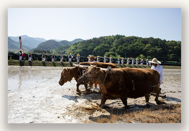 [서울=뉴시스] 겨릿소 써레질 (사진= 홍천 겨리농경문화보존회 제공) 2026.04.06. photo@newsis.com *재판매 및 DB 금지