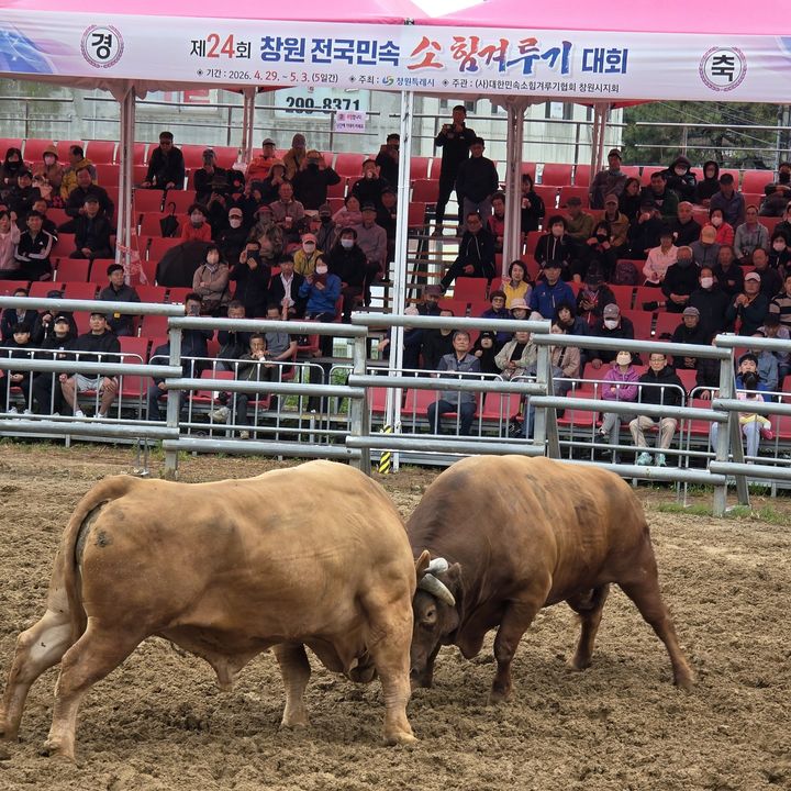 [창원소식]전국 민속 '소 힘겨루기 대회' 2만명 관람 등