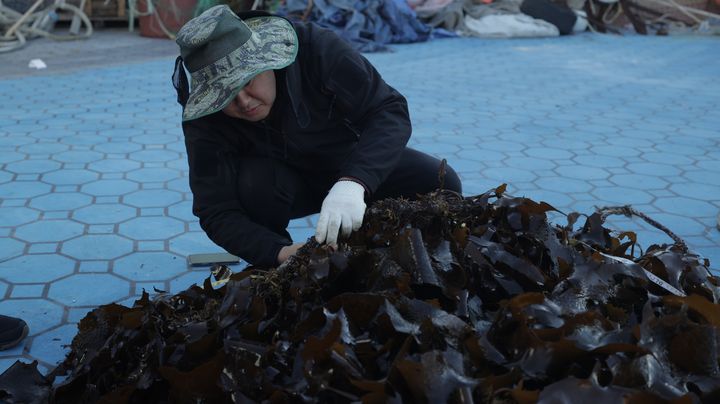 [서울=뉴시스] 현대자동차가 전 세계 바다숲 보전의 중요성을 알리는 새로운 사회공헌 캠페인 '이름 없는 숲(Forests Without Names)'을 진행한다고 6일 밝혔다. 사진은 바다숲 조성 사업 현장의 모습.(사진제공=현대차그룹) *재판매 및 DB 금지