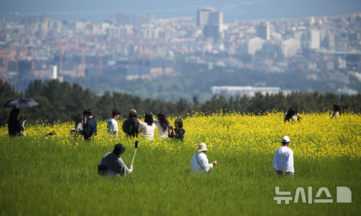 [제주=뉴시스] 우장호 기자 = 맑은 날씨를 보인 6일 오전 제주시 오라동 중산간 청보리밭을 찾은 관광객들이 밭 한켠에 조성된 유채꽃 사이에서 인생샷을 남기며 초여름 정취를 만끽하고 있다. 2026.05.06. woo1223@newsis.com