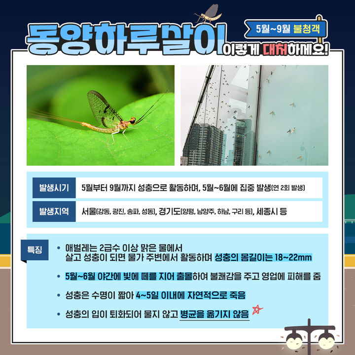 [서울=뉴시스]동양하루살이 대처요령. (사진=서울시 제공) 2026.05.07. photo@newsis.com *재판매 및 DB 금지