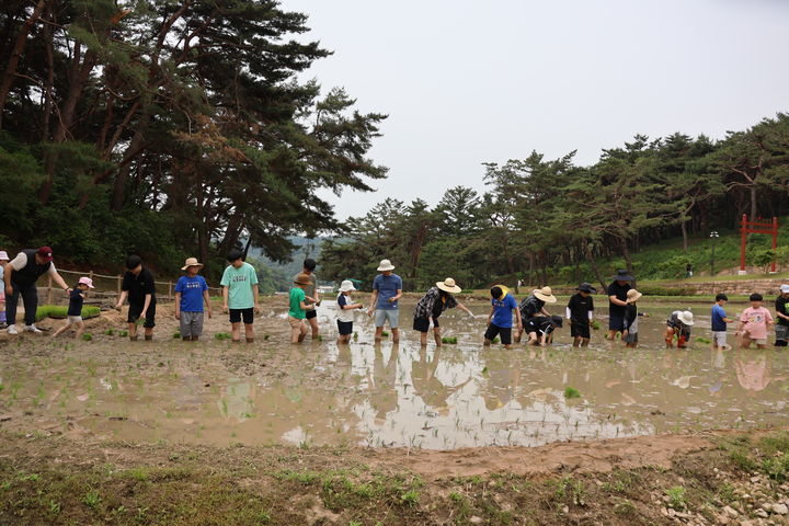 [서울=뉴시스] 이순신 장군 묘소 위토 모내기 현장 (사진=국가유산청 제공) 2026.04.07. photo@newsis.com *재판매 및 DB 금지