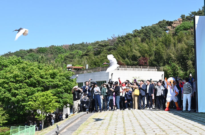 [창녕=뉴시스] 야생방사 우포따오기가 힘차게 비상하고 있다. (사진= 창녕군 제공) 2026.05.07. photo@newsis.com *재판매 및 DB 금지