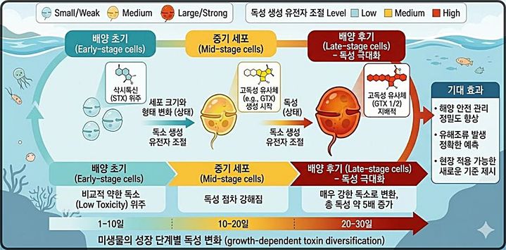 [대전=뉴시스] 생명연구원이 바다속 미생물의 독성은 개체수가 아닌 성장 단계별로 큰 변화를 보인다는 사실을 규명, 새로운 해양안전관리 기준을 제시했다. 사진은 연구 요약도.(사진=생명연구원 제공) *재판매 및 DB 금지