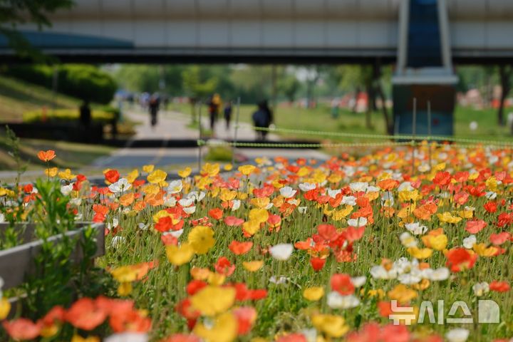 [오산=뉴시스] 경기 오산시 오산천 일원에 만개한 양귀비 모습. (사진=오산시 제공) 2026.05.07. photo@newsis.com 