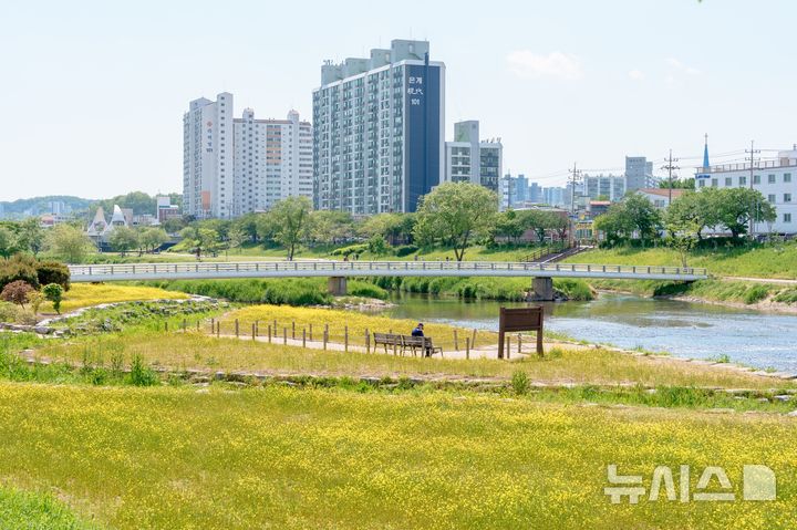 [오산=뉴시스] 경기 오산시 오산천 일원에 조성된 유채꽃 모습. (사진=오산시 제공) 2026.05.07. photo@newsis.com 