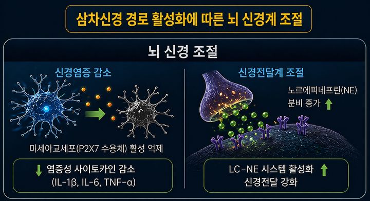[대전=뉴시스] 한의학연구원이 침 치료의 삼차신경 활성화를 통한 신경염증 완화 및 우울·불안 행동 감소 효과를 규명했다.(사진=한의학연구원 제공) *재판매 및 DB 금지