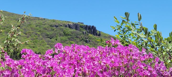 [광주=뉴시스] 산철쭉 너머로 보이는 입석대. (사진=무등산국립공원사무소 제공) 2026.05.07. *재판매 및 DB 금지