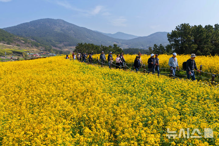 [광주=뉴시스] 전남 완도군은 7일 '2026 청산도슬로걷기축제'에 5만여명이 방문했다고 밝혔다. (사진=완도군 제공). 2026.05.07. photo@newsis.com *재판매 및 DB 금지
