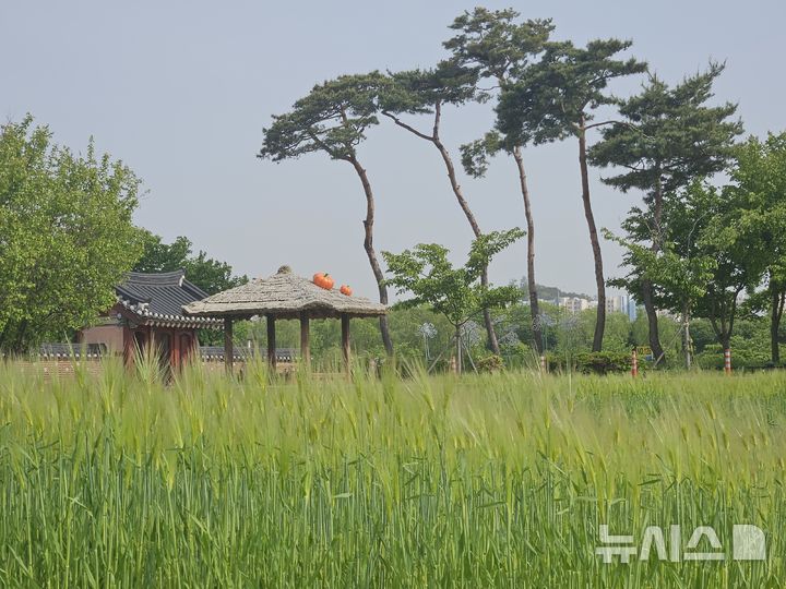 계양아라온 '청보리밭' 15일 개방…국제양궁대회와 연계