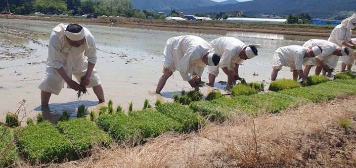 [강릉=뉴시스] 10일 강릉 학산오독떼기 모내기 시연 행사에서 학산오독떼기보존회원이 옛 방식의 모내기를 시연하고 있다.(사진=강릉시 제공)photo@newsis.com *재판매 및 DB 금지