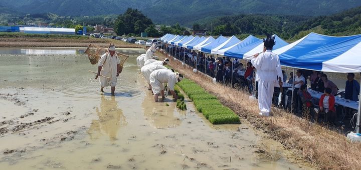 [강릉=뉴시스] 10일 강릉 학산오독떼기 모내기 시연 행사에서 학산오독떼기보존회원이 옛 방식의 모내기를 하고 있다.(사진=강릉시 제공)photo@newsis.com *재판매 및 DB 금지