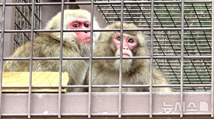 [포항=뉴시스] = 포항 황호공원 일본원숭이. (사진=독자 제공) 2026.05.11. photo@newsis.com