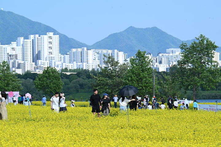 2026 구리 유채꽃 축제 현장. (사진=구리시 제공) photo@newsis.com *재판매 및 DB 금지