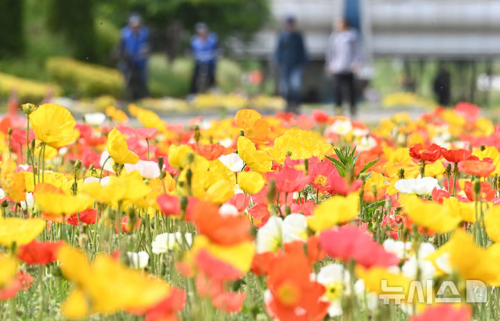 [오산=뉴시스] 김종택기자 = 11일 경기 오산시 오산천을 찾은 시민들이 알록달록하게 물든 꽃양귀비를 바라보며 산책하고 있다. 2026.05.11. jtk@newsis.com