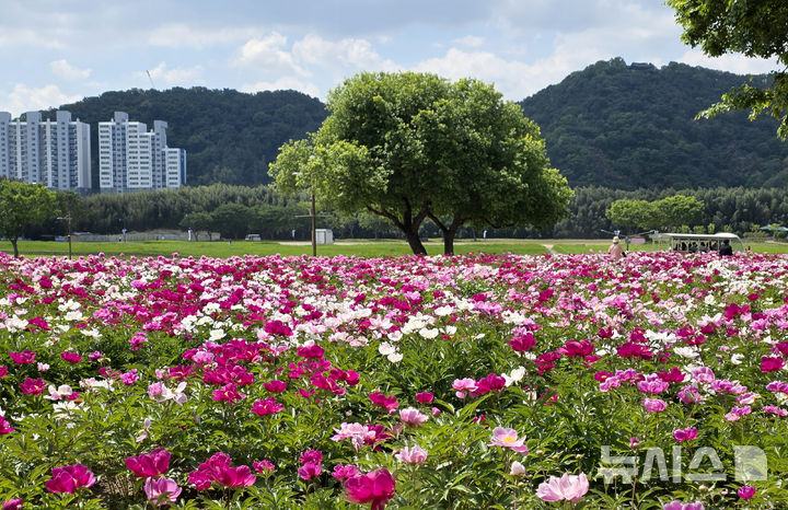 [울산=뉴시스] 배병수 기자 = 완연한 여름날씨를 보인 11일 울산 중구 태화국가정원에 작약꽃이 활짝 펴 있다. 2026.05.11. bbs@newsis.com.