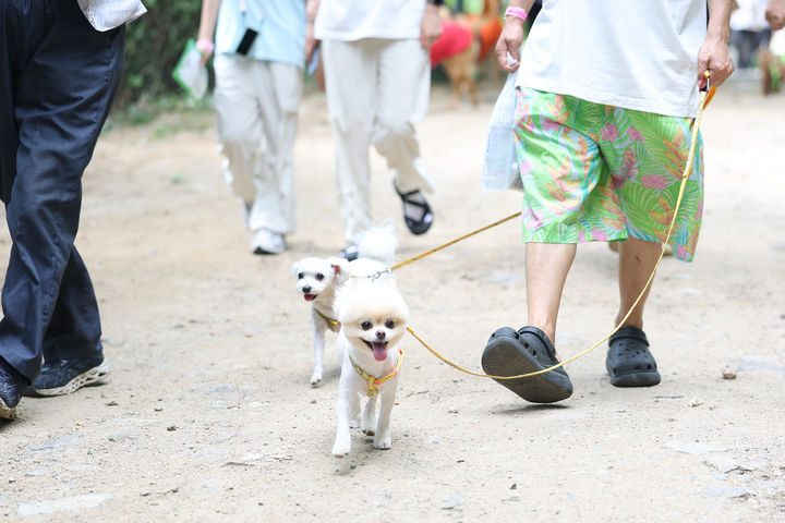 [서울=뉴시스]보호자와 함께 있는 반려견의 모습. (사진=서대문구 제공) 2026.05.12. photo@newsis.com *재판매 및 DB 금지