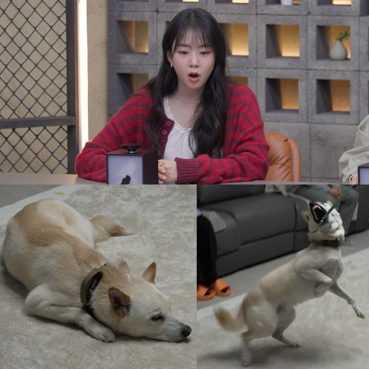 [서울=뉴시스]예능 프로그램 '개와 늑대의 시간2'(사진=채널A 제공) 2026.05.12. photo@newsis.com *재판매 및 DB 금지