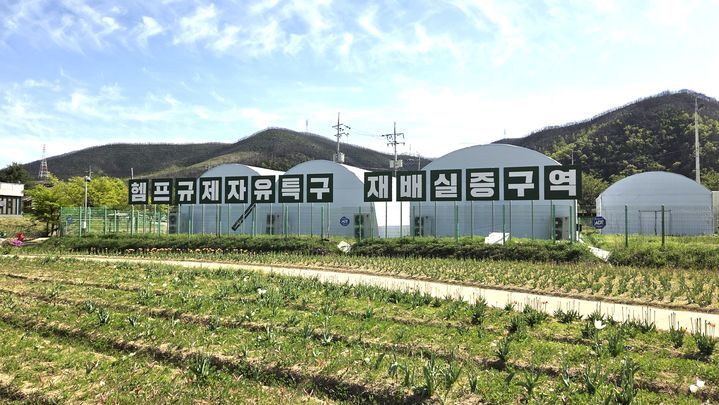 [안동=뉴시스] 경북 산업용 헴프 재배단지. (사진=경북도 제공) 2026.05.13 photo@newsis.com *재판매 및 DB 금지