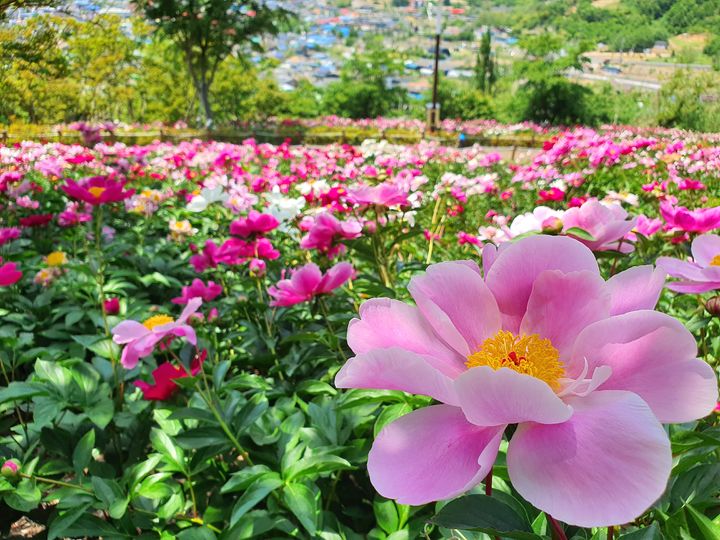 [창녕=뉴시스] 영산면 함박공원에 작약꽃이 만개했다. (사진=창녕군 제공) 2026.05.13. photo@newsis.com *재판매 및 DB 금지