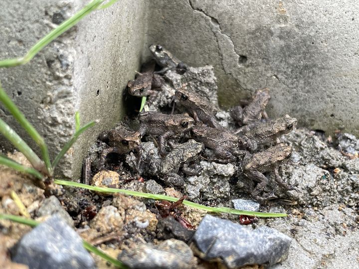 [울산=뉴시스] 장현저류지에서 부화한 새끼두꺼비들 (사진=울산 중구 제공) photo@newsis.com *재판매 및 DB 금지