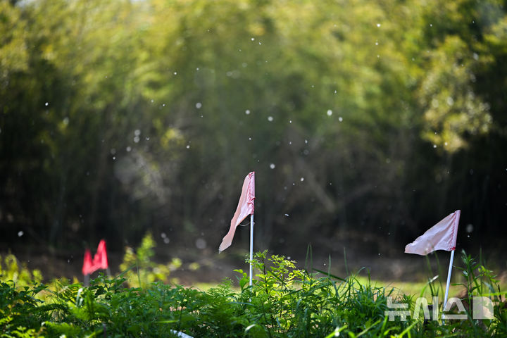 [광주=뉴시스] 이영주 기자 = 13일 오전 광주 북구 효령동 한 야산에서 5·18민주화운동 희생자들이 암매장된 것으로 추정되는 장소 주변을 표시한 깃발 위로 꽃가루가 날리고 있다. 2026.05.13.leeyj2578@newsis.com