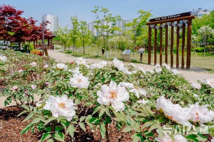 [.오산=뉴시스] 오산시 고인돌공원내 모란이 만개한 모습 (사진=오산시 제공) 2026.05.14.photo@newsis.com 