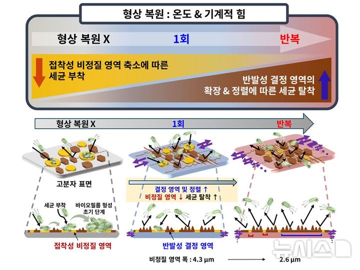 [서울=뉴시스] 형상 회복에 따른 결정 정렬 및 비정질 감소를 통한 세균 부착 억제 모식도. (사진= 세브란스병원 제공)