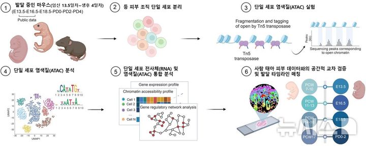 [서울=뉴시스] 다중 오믹스 기반 피부 발달 지도 및 종 간 비교 모식도. (사진= 서울대병원 제공)