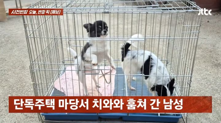 [서울=뉴시스] 해당 사연에 소개된 철망 속 치와와 두 마리. (사진=JTBC '사건반장' 캡처) 2026.05.15.