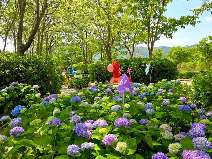 [부산=뉴시스] 렛츠런파크 부산경남에 새로 조성한 대상경주정원에 수국이 만개했다. (사진=한국마사회 렛츠런파크 부산경남 제공) 2026.05.15. photo@newsis.com *재판매 및 DB 금지