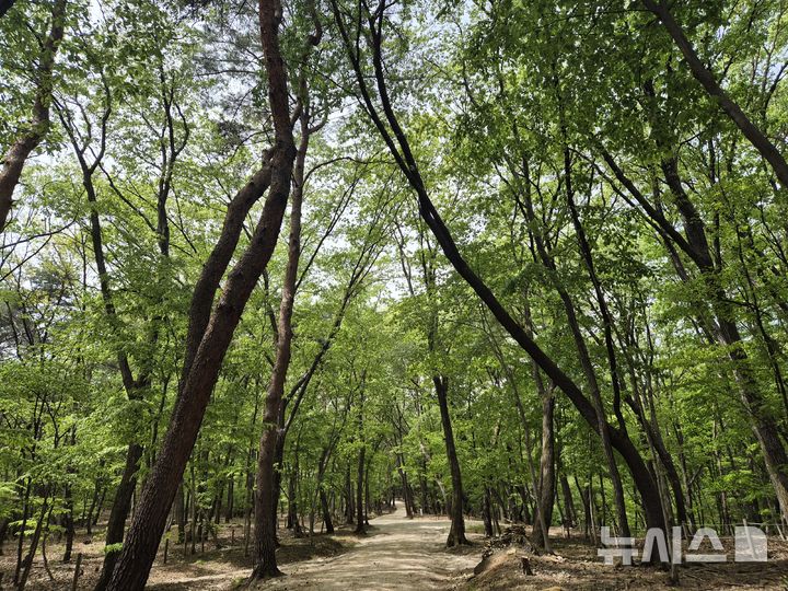 [서울=뉴시스]구리 동구릉 숲길. 국가유산청 제공