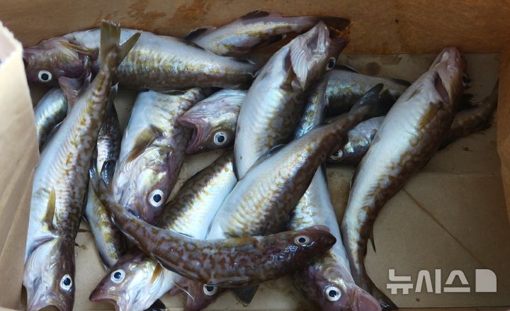 [울진=뉴시스] = 17일 오전 경북 울진군 죽변면 후정리 국립해양과학관 수중 전망대 인근 해상에 어린 대구 사체가 떠올라 봉수어촌계에서 수거한 어린 대구. (사진=독자 제공) 2026.05.17. photo@newsis.com