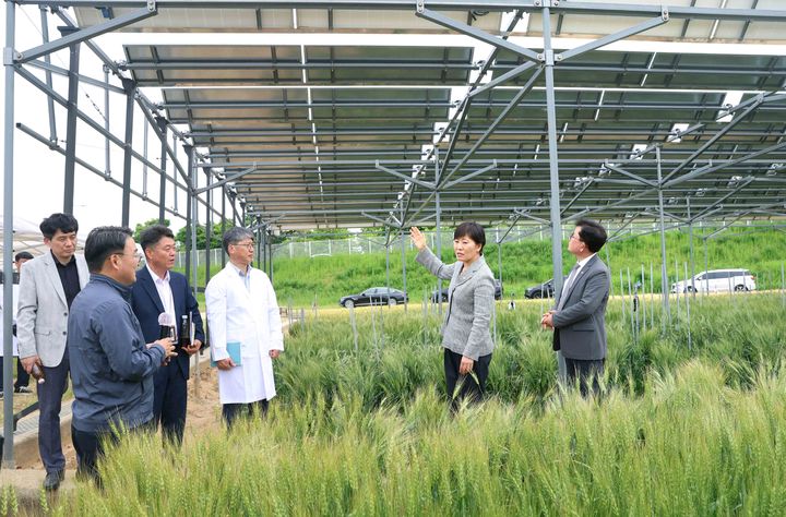 [완주=뉴시스] 송미령 농림축산식품부 장관은 19일 전북 완주군 농촌진흥청 영농형 태양광 실증단지를 찾아 관련 제도 마련에 속도를 내겠다고 밝혔다. (사진 = 농식품부 제공) 2026.05.19. *재판매 및 DB 금지