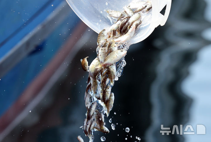  [부산=뉴시스] 하경민 기자 = 부산시 수산자원연구소와 낚시인 등이 19일 부산 사하구 낫개방파제 앞 바다에서 감성돔 치어를 방류하고 있다. 연구소는 이날 감성돔 치어 약 2만 미(치어의 단위)를 시작으로 총 30만 미를 부산 전 연안에 방류할 계획이다. 2026.05.19. yulnetphoto@newsis.com