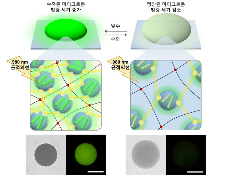 [울산=뉴시스] 수분에 따라 밝기가 달라지는 발광소재의 구조 (사진=UNIST 제공) 2026.05.20. photo@newsis.com *재판매 및 DB 금지
