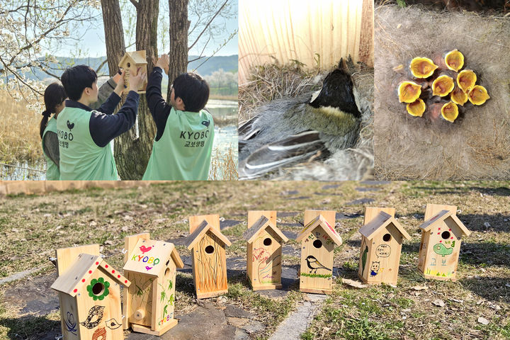 [서울=뉴시스] 지난달 8일 경기도 광주시 경안천 습지생태공원에서 교보생명 임직원들이 야생 조류를 위한 인공 새집을 나무에 정성스럽게 설치하고 있다(사진 위 왼쪽). 임직원들이 설치한 둥지 중 한 곳에서 최근 박새 어미 한 마리가 둥지를 틀었고 9마리가 무사히 부화한 모습(사진 위 오른쪽)과 교보생명 임직원들이 손수 만든 인공 새집 모습(사진 아래쪽). (사진=교보생명 제공) 2026.05.20. photo@newsis.com *재판매 및 DB 금지