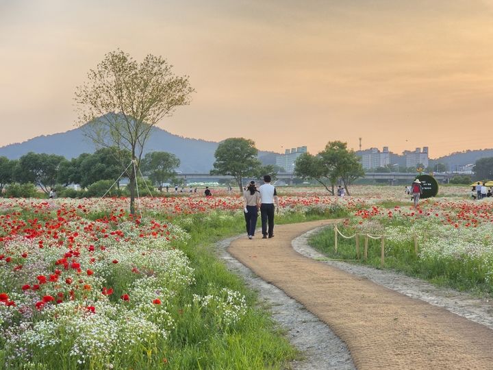 나주 영산강 들섬과 둔치 일원에 조성한 약 16만㎡ 규모 꽃양귀비 단지가 만개해 붉은 꽃물결 장관을 이룬 가운데 상춘객들이 봄 정취를 즐기고 있다. (사진=나주시 제공) photo@newssis.com *재판매 및 DB 금지