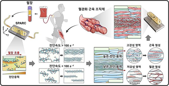[대전=뉴시스] 혈장 기반 전단 유도 자가조립으로 구현한 혈관화 근육 구조체 'SPARC' 제작 원리. 혈장을 미세유체 칩에 흘려보내면 전단 흐름에 의해 피브린 섬유가 정렬·번들화되며 전단속도가 높은 영역에서는 고강성 구역이, 낮은 영역에서는 저강성 구역이 단일 구조체 내에 동시에 형성된다.(사진=울산과학기술원 강주헌 교수 제공) *재판매 및 DB 금지