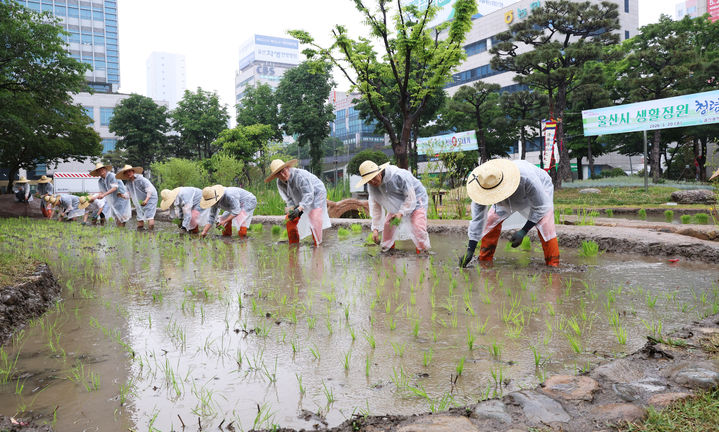 [울산=뉴시스] 울산시는 20일 시청 마당 텃논에서 청렴미(米)’ 모내기 행사를 했다고 밝혔다. (사진= 울산시 제공) 2026.05.20.photo@newsis.com *재판매 및 DB 금지