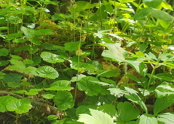 태백산국립공원에서 개화한 ‘나도범의귀'군락지.(사진=태백산국립공원 제공) *재판매 및 DB 금지