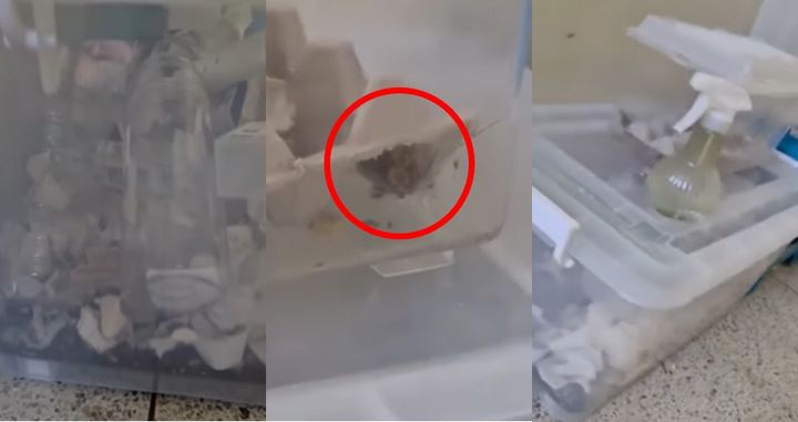 [서울=뉴시스] 한 아파트 주민이 공용 복도에서 벌레를 키우는 듯한 모습이 포착돼 누리꾼들의 눈살을 찌푸리게 했다. (사진=보배드림 인스타그램 갈무리) *재판매 및 DB 금지