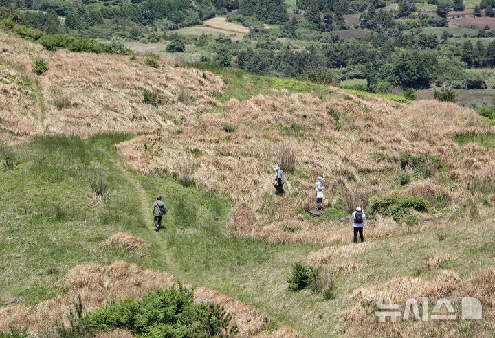 [제주=뉴시스] 임재영 기자 = 지난 9일 오름연구소 올 소속 연구위원들이 동검은이오름 분화구에서 식생과 문화경관 등을 확인하고 있다. 2026.05.24. ijy788@newsis.com