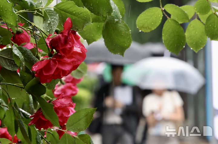 충남권 오후까지 60㎜ 비 예보…낮 최고 23도