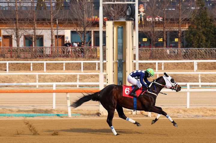 [부산=뉴시스] 부산광역시장배 출전마 클린원 2026년 헤럴드경제배 결승선 통과 장면. (사진=한국마사회 렛츠런파크 부산경남 제공) 2026.05.21. photo@newsis.com *재판매 및 DB 금지