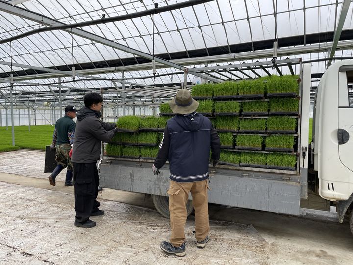 [인천=뉴시스] 백령면 농작물 공정육묘장 벼 모판 공급. (사진=옹진군 제공) 2026.05.21. photo@newsis.com *재판매 및 DB 금지