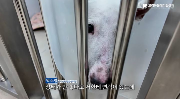 [서울=뉴시스] 복합 중증 질환으로 신장이 완전히 굳어 생사의 갈림길에 섰던 불테리어 '꾸꾸'가 집중 투석 치료 끝에 극적으로 소변을 보며 회복했다. (사진='고려동물메디컬센터' 유튜브 캡처)